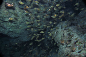 沖縄　慶良間　慶良間諸島　ダイビング　ボートダイビング　ファンダイビング　自社船　