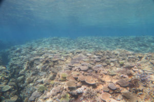 沖縄　慶良間　慶良間諸島　ダイビング　ボートダイビング　ファンダイビング　自社船　