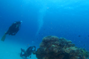 沖縄　慶良間　慶良間諸島　ダイビング　ボートダイビング　ファンダイビング　自社船　体験ダイビング