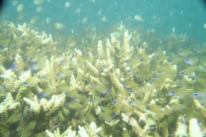 沖縄　沖縄本島　那覇　那覇シーサイドパーク　ビーチダイビング　ダイビング　体験ダイビング　ファンダイビング