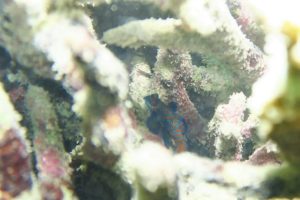 沖縄　沖縄本島　那覇　那覇シーサイドパーク　ビーチダイビング　ダイビング　体験ダイビング　ファンダイビング