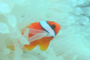 沖縄　北谷　砂辺　ビーチダイビング　ダイビング　ファンダイビング　