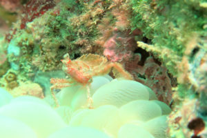 沖縄　北谷　砂辺　ビーチダイビング　ダイビング　ファンダイビング　