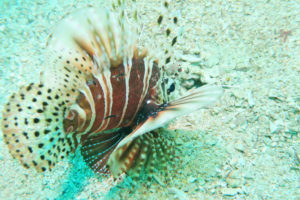 沖縄　北谷　砂辺　ビーチダイビング　ダイビング　ファンダイビング　