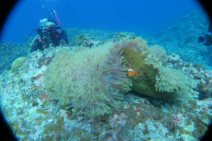 沖縄　慶良間　慶良間諸島　ダイビング　ボートダイビング　ファンダイビング　自社船