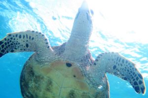 沖縄　慶良間　慶良間諸島　ダイビング　ボートダイビング　ファンダイビング　自社船