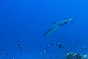 沖縄　慶良間　慶良間諸島　ダイビング　ボートダイビング　ファンダイビング　自社船