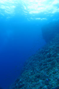 沖縄　慶良間　慶良間諸島　ダイビング　ボートダイビング　ファンダイビング　自社船