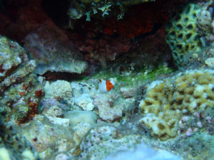 沖縄　ダイビング　真栄田岬　体験ダイビング