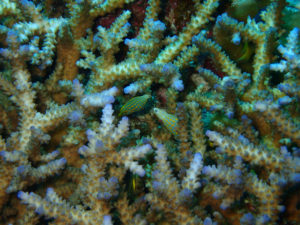 沖縄　ダイビング　真栄田岬　体験ダイビング