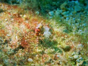 沖縄　北谷　砂辺　ビーチダイビング　ダイビング　ファンダイビング　