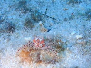 沖縄　慶良間　慶良間諸島　ダイビング　ボートダイビング　ファンダイビング　自社船