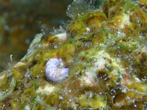 沖縄　慶良間　慶良間諸島　ダイビング　ボートダイビング　ファンダイビング　自社船