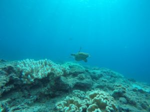 沖縄　北谷　砂辺　宮城海岸　ダイビング　ビーチダイビング　体験ダイビング