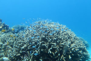 沖縄　慶良間　慶良間諸島　ダイビング　ボートダイビング　ファンダイビング　自社船　体験ダイビング