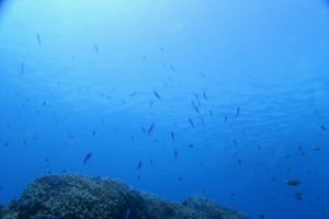 沖縄　慶良間　慶良間諸島　ダイビング　ボートダイビング　ファンダイビング　自社船　体験ダイビング