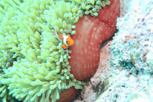 沖縄　慶良間　慶良間諸島　ダイビング　ボートダイビング　ファンダイビング　自社船　体験ダイビング