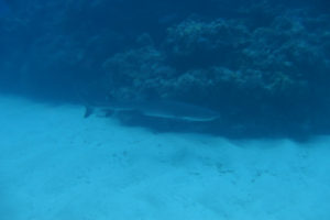 沖縄　慶良間　慶良間諸島　ダイビング　ボートダイビング　ファンダイビング　自社船　