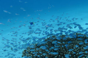 沖縄　慶良間　慶良間諸島　ダイビング　ボートダイビング　ファンダイビング　自社船　