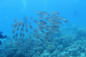 沖縄　慶良間　慶良間諸島　ダイビング　ボートダイビング　ファンダイビング　自社船　