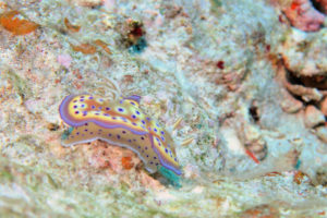 沖縄　慶良間　慶良間諸島　ダイビング　ボートダイビング　ファンダイビング　自社船　