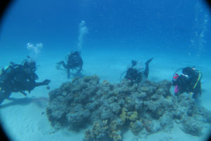 沖縄　慶良間　慶良間諸島　ダイビング　ボートダイビング　ファンダイビング　自社船　体験ダイビング