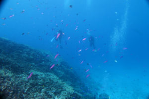 沖縄　慶良間　慶良間諸島　ダイビング　ボートダイビング　ファンダイビング　自社船　体験ダイビング