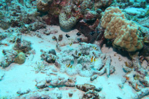 沖縄　慶良間　慶良間諸島　ダイビング　ボートダイビング　ファンダイビング　自社船　体験ダイビング