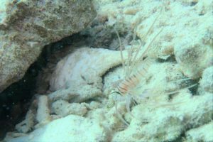 沖縄　崎本部　ゴリラチョップ　ダイビング　ビーチダイビング　ファンダイビング