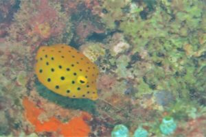 沖縄　崎本部　ゴリラチョップ　ダイビング　ビーチダイビング　ファンダイビング