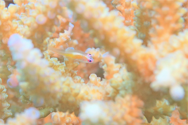 沖縄　崎本部　ゴリラチョップ　ダイビング　ビーチダイビング　体験ダイビング　ファンダイビング