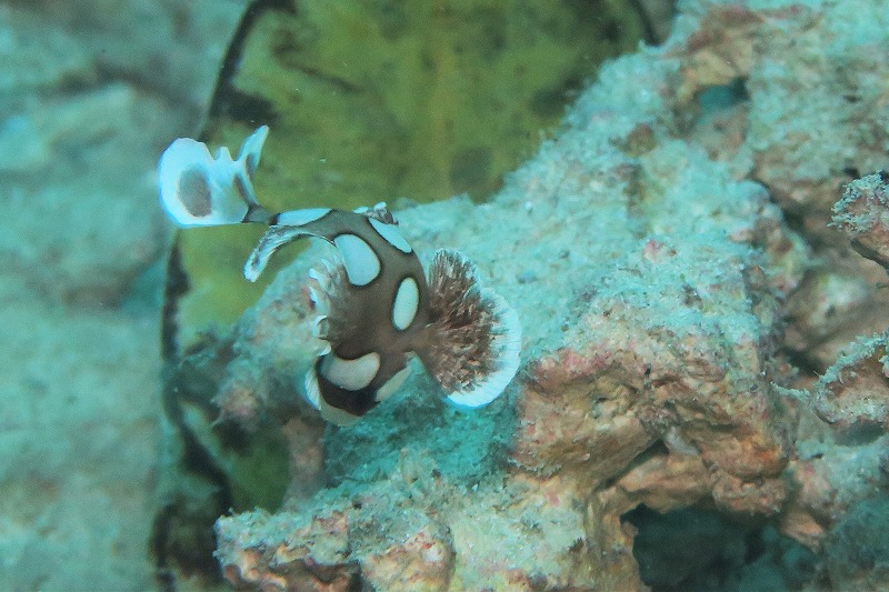 沖縄　崎本部　ゴリラチョップ　ダイビング　ビーチダイビング　体験ダイビング　ファンダイビング