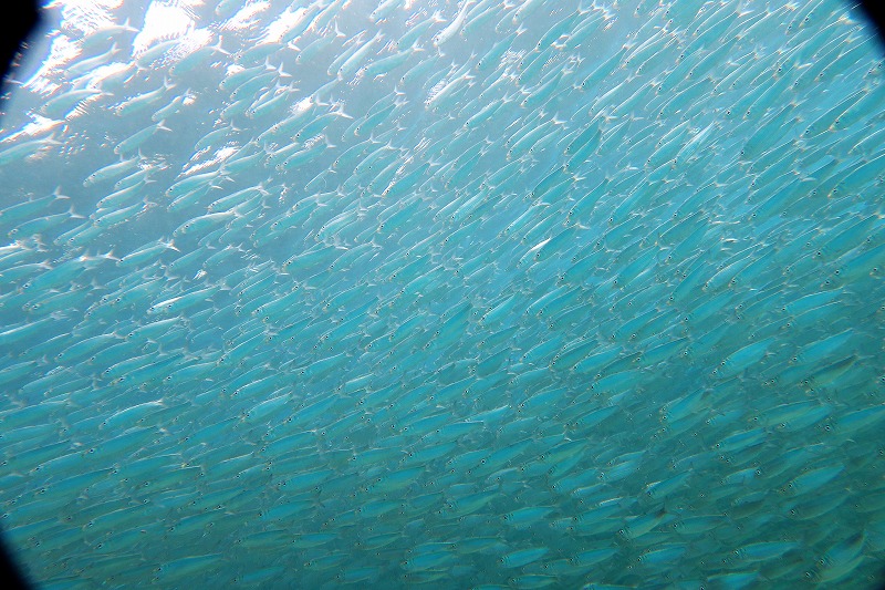 沖縄　崎本部　ゴリラチョップ　ダイビング　ビーチダイビング　体験ダイビング