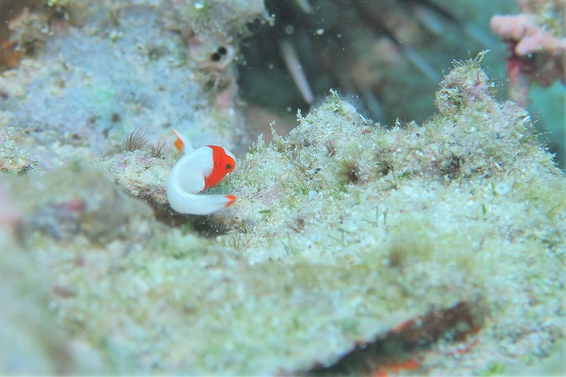 沖縄　崎本部　ゴリラチョップ　ダイビング　ビーチダイビング　体験ダイビング　ファンダイビング