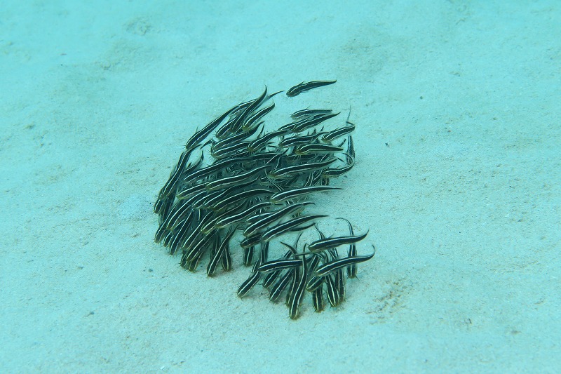 沖縄　崎本部　ゴリラチョップ　ダイビング　ビーチダイビング　体験ダイビング　ファンダイビング