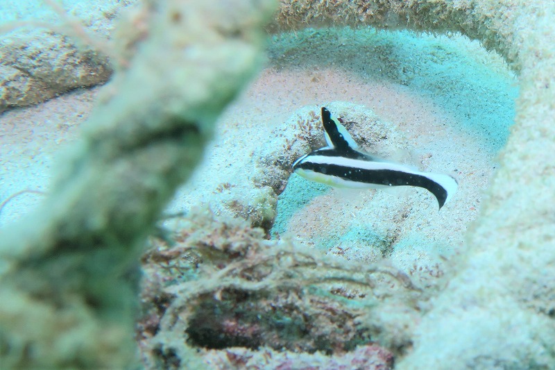 沖縄　崎本部　ゴリラチョップ　ダイビング　ビーチダイビング　体験ダイビング　ファンダイビング