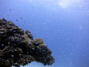 沖縄　慶良間　慶良間諸島　ダイビング　ボートダイビング　ファンダイビング　自社船　