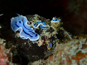 沖縄　慶良間　慶良間諸島　ダイビング　ボートダイビング　ファンダイビング　自社船　