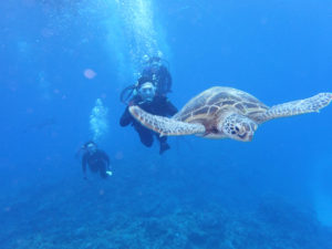 沖縄　慶良間　慶良間諸島　ダイビング　ボートダイビング　ファンダイビング　自社船　体験ダイビング