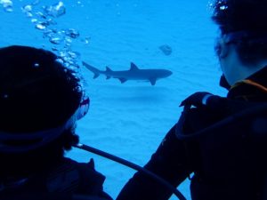 沖縄　ダイビング　慶良間　体験ダイビング　自社船