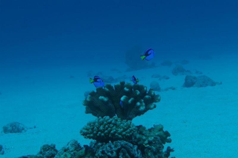 マンツーでAOWのFさん、今日は安田さんと徹底的に中性浮力の練習でした！
