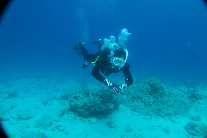 沖縄　慶良間　慶良間諸島　ダイビング　ボートダイビング　ファンダイビング　自社船　AOW　PADI　講習