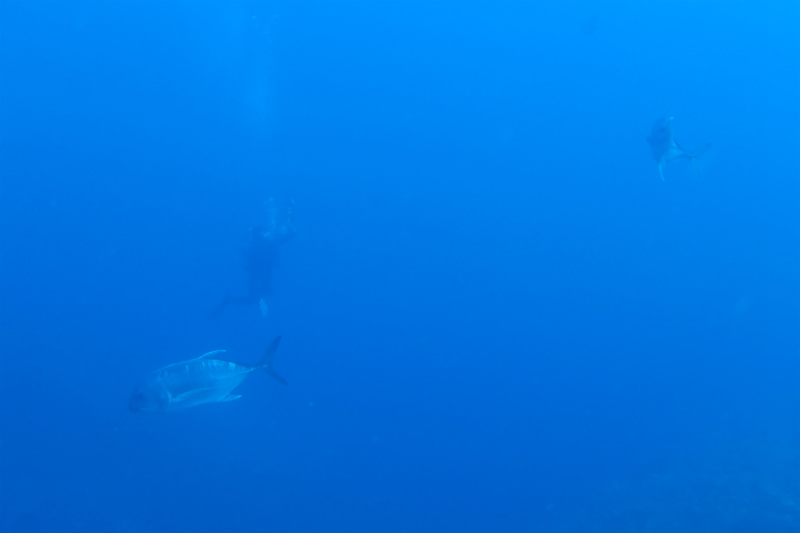沖縄　ダイビング　ケラマ　FUNダイビング　ドリフト　体験ダイビング