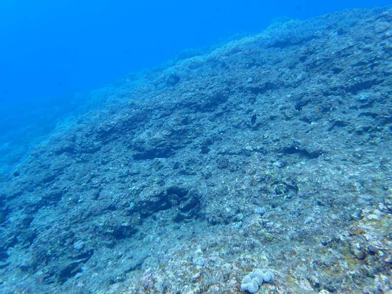 沖縄　ダイビング　近海　体験ダイビング