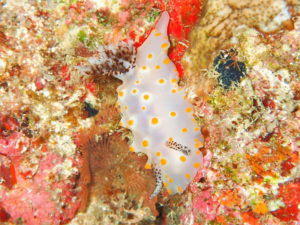 沖縄　ダイビング　水中生物　ウミウシ