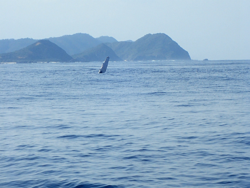 沖縄　慶良間　慶良間諸島　ダイビング　体験ダイビング　ボートダイビング　自社船