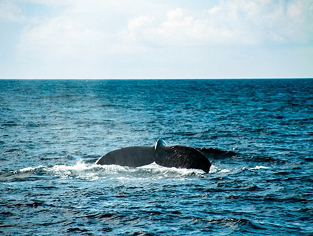 水面を泳ぐクジラ