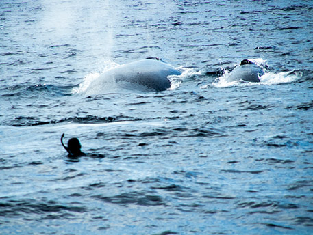 海面でブローをするクジラ