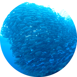 渡名喜・粟国ファンダイビング