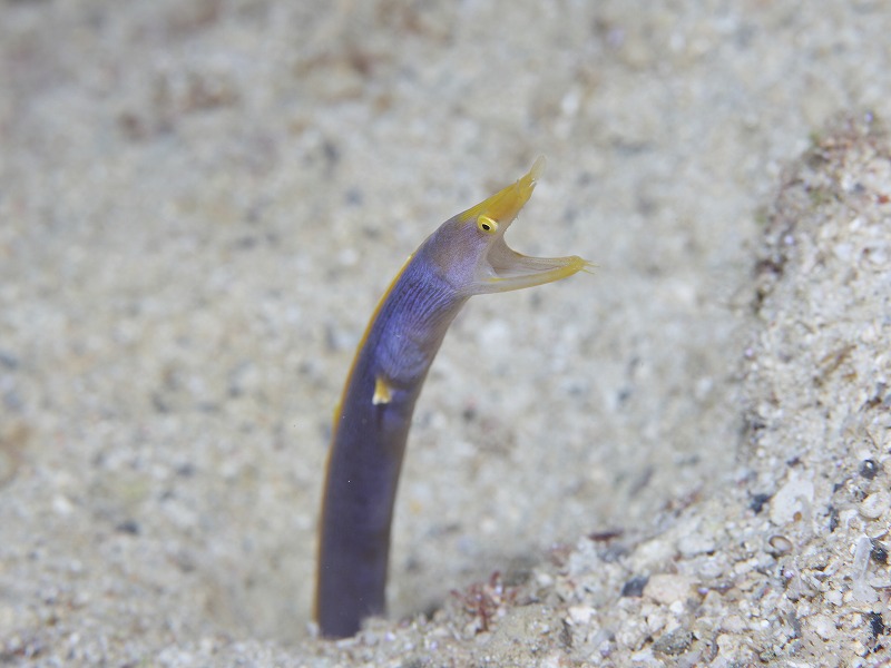 ハナヒゲウツボ】こんなカラフルなウツボがいるんです！！常識を覆させ
